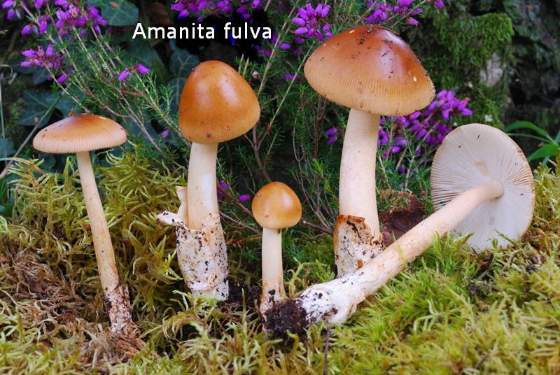 Amanita fulva-amf213.jpg - Amanita fulva ; Syn1: Amanitopsis vaginata var.fulva ; Syn2: Amanita vaginata var.fulva ; Nom français: Amanite fauve